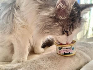 untamed-cat-food-review-senior-cat