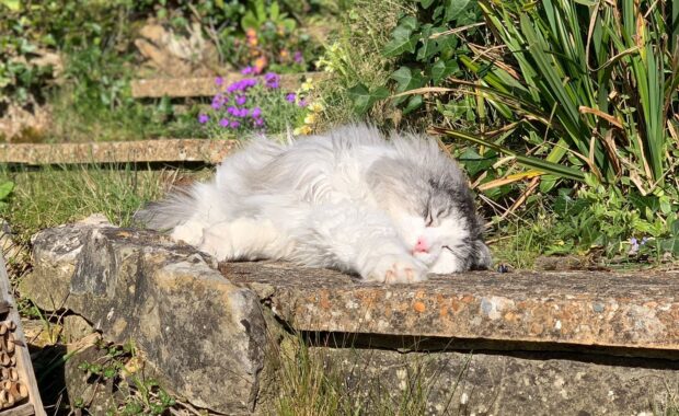 untamed-cat-food-review-senior-cat