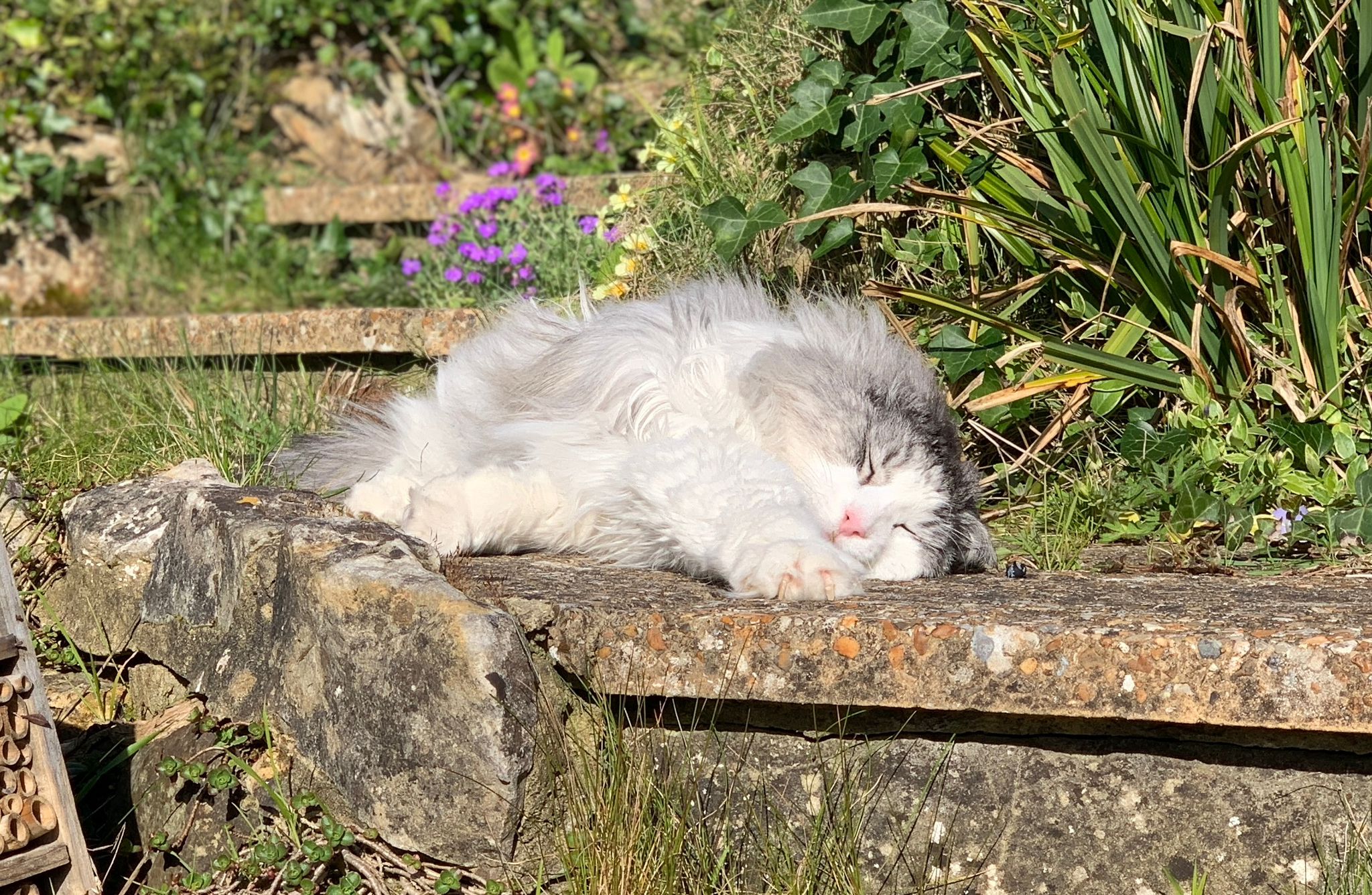 untamed-cat-food-review-senior-cat
